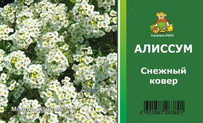 Семена Алиссум Снежный ковёр 0,3гр. купить за 50 рублей в интернет-магазине  fermerz.ru. Доставка по всей России. Продажа | Цена | Отзывы