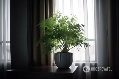 Зеленые антиаллергены: какие 7 растений можно выращивать в доме, где живет  аллергик