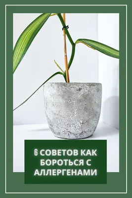Комнатные горшечные растения и цветы в горшках