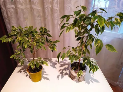 https://ustlabinsk.bezformata.com/listnews/polza-komnatnih-rasteniy/126659903/
