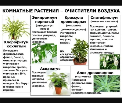 Домашние растения вызывают аллергию
