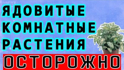 Тюменский садовод предупреждает тюменцев об опасных комнатных растениях -  KP.RU