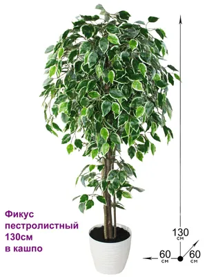 Комнатные растения приносящие богатство – денежные деревья - Блог The Plant