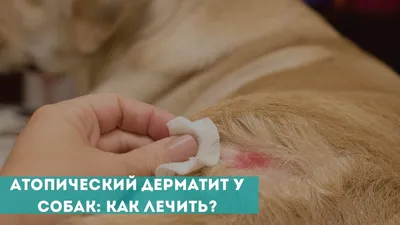 Аллергический блошиный дерматит (АБД) кошек и собак | Ветеринарная клиника  доктора Шубина