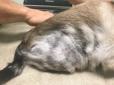 Аллергия на корм у собак - Veterinar-Dermatolog