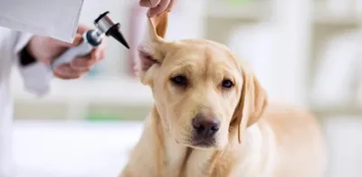 Razas de perro dispuestas a padecer otitis - Foro Full Aventura