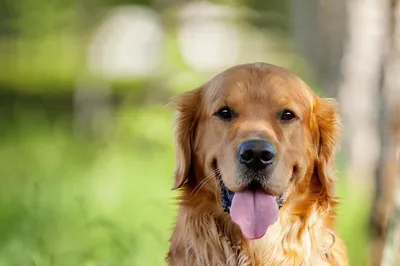 Дома ждут - Как проявляется аллергия у собак?🐕 Самое распространённое  проявление аллергии у собак – это всевозможные дерматологические нарушения:  высыпания, шелушение кожи, частичное или даже полное выпадение шерсти,  покраснения. Причём, чаще всего