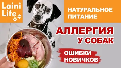 Корм для собак Happy Dog Montana Mini (конина) - «Для собак с аллергией на  курицу и ее производные, и тех кому нужен легкий корм» | отзывы