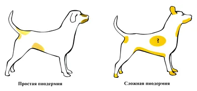 Аллергия на блох у собак и кошек - Ветеринар Карлсруэ - Центр мелких  животных Арндта