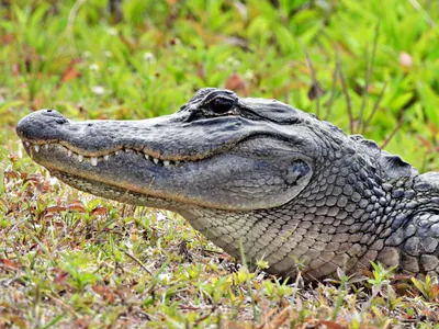 15 Amazing Facts About Alligators