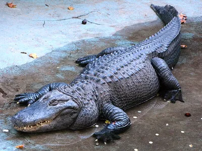 Muja (alligator) - Wikipedia