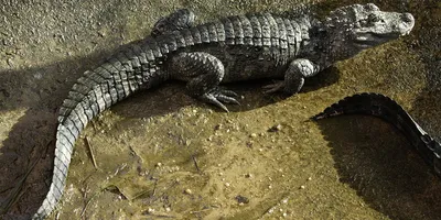 Chinese alligator | Smithsonian's National Zoo and Conservation Biology  Institute