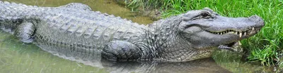 American alligator | Zoo de Granby