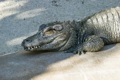 Mississippi hunters capture longest alligator in state history | CNN