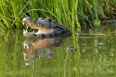 Ginormous' 3-legged alligator captured in Texas neighborhood