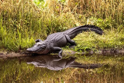 Alligator Attacks Are On The Rise Where You Least Expect Them