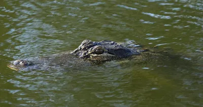 Alligators create hotspots for life by digging holes with their snouts |  New Scientist