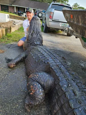 American Alligator (Alligator mississippiensis) · iNaturalist