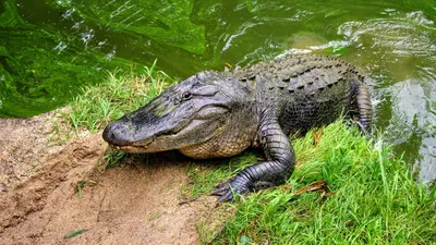 Alligator missing top of its jaw is captured, recovering at Florida zoo -  The Washington Post