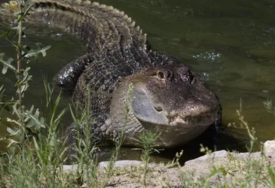 Why Alligators Don't Make Good Pets (and 9 Other Fun Gator Facts) | Chicago  News | WTTW