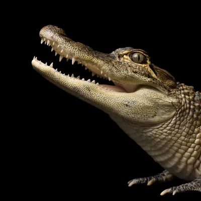 American Alligator | Saint Louis Zoo