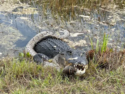 American Alligator | Sacramento Zoo