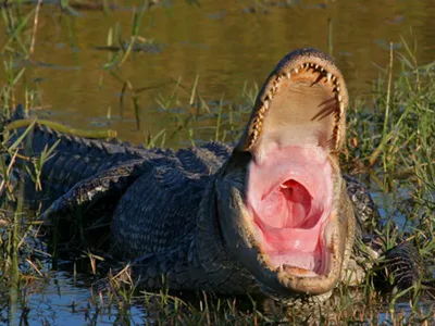 Massive Alligator Killed on South Florida Cattle Ranch | Outdoor Life