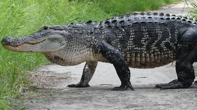 American Alligator | Outdoor Alabama