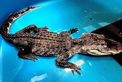 Ancient alligator species identified in Thailand — Radio Free Asia