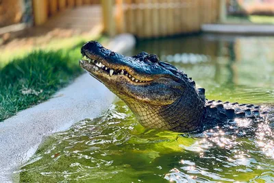 British tourists get full Florida experience when they come face-to-face  with giant alligator