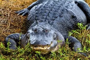 American Alligator | National Geographic