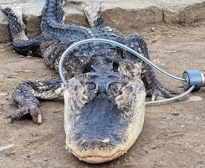 U.S. alligator industry preserves iconic species | Livestock |  capitalpress.com