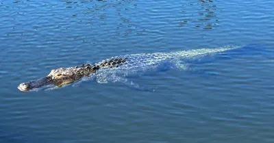 Meet the Alligator - Theater of the Sea