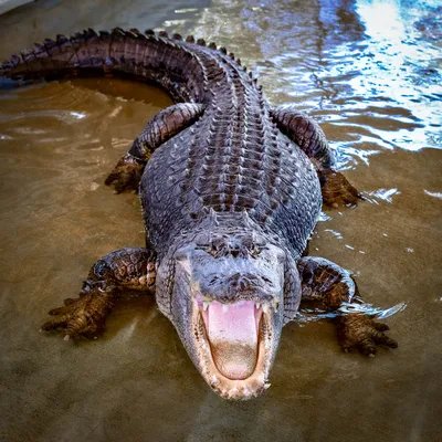 The amazing story of Reggie, L.A.'s celebrity alligator - Los Angeles Times