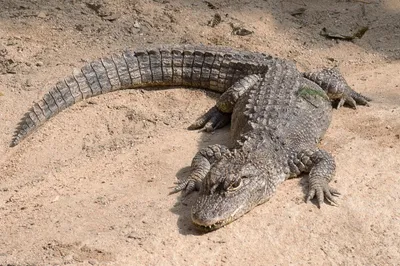 12-Foot Alligator Captured by Fla. Police at Mall Ahead of Christmas