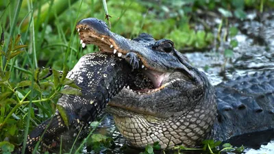 Alligator found in lake in New York City park - ABC News