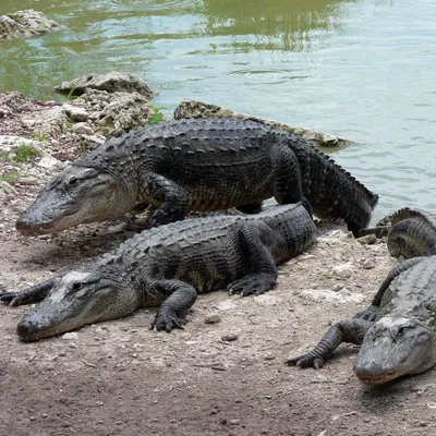 Gator got your tongue? Images show alligator eating another alligator at  Orlando park