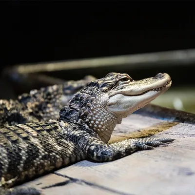 Animals We Protect: American Alligator | The Nature Conservancy