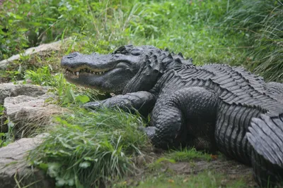 What's the Difference Between an Alligator and a Crocodile? | HowStuffWorks