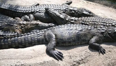 See you later, alligator: New Jersey police capture reptile on the loose  for 2 weeks | CNN