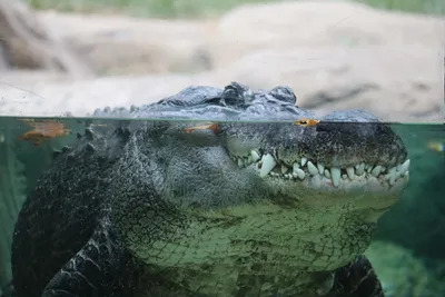 American Alligator | Southwick's Zoo