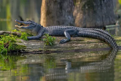 Alligator Facts (A. mississippiensis and A. sinensis)