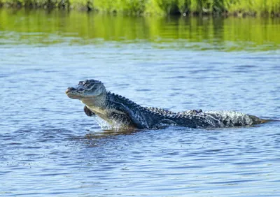 American Alligator - Georgia Aquarium