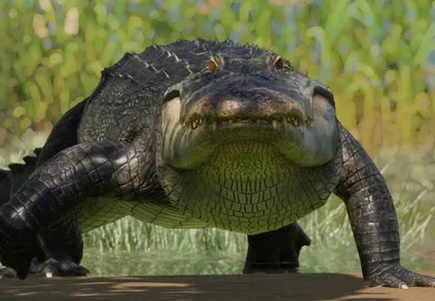 American Alligator | Our Animals | Fort Wayne Children's Zoo