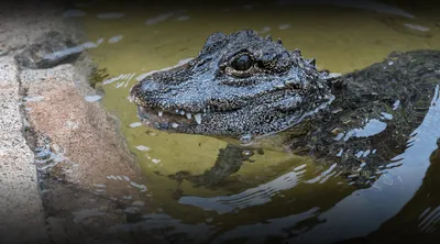 https://animals.howstuffworks.com/reptiles/biggest-alligator.htm