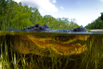 American Alligator - Big Cypress National Preserve (U.S. National Park  Service)