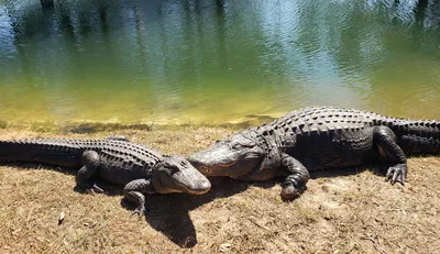 Alligator hunters bring in 13-ft, 825-pound alligator out of Lake Marion