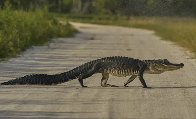 Alligator hunters break record with massive, 14-ft.-long Mississippi  monster - National | Globalnews.ca