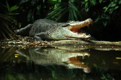 Ultimate Guide To Florida Alligators | Facts About Gators In Florida