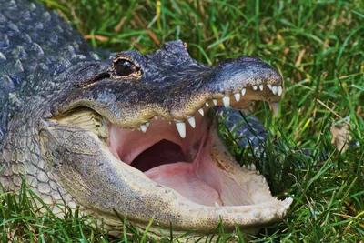 Never seen anything like it': Florida wildlife photographer captures wild  photo of alligator launching itself out of water | WFLA